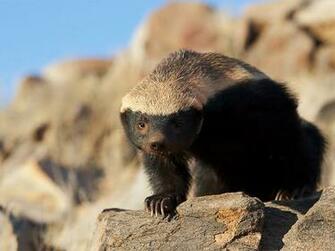 Published Nov An Orphaned Honey Badger S Journey To Become