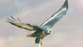 Bird Of Prey HD Wallpaper Choice