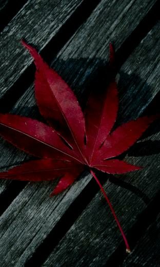 Blackberry Z10 Wallpaper