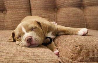 Cute Pitbull Puppies Wallpaper