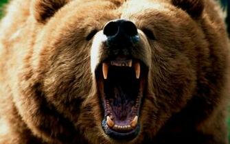 Wallpaper Grizzly Bear X Widescreen Desktop