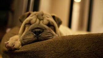 Sleeping Shar Pei Puppy Wallpaper Animal