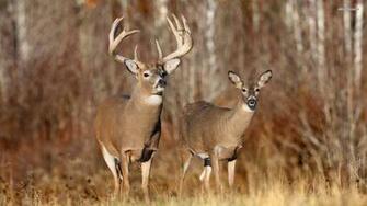 Buck Deer Wallpaper Image Amp Pictures Becuo