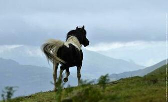 Ces Rencontres Menu Coms Fonds Ecran Cheval Pottok Wallpaper