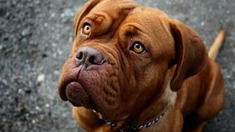 Pitbull Wallpaper Net