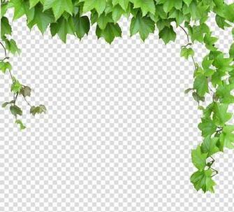 Green Primate Leaf Plants Illustration Vine Computer File Leaves