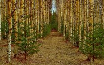 Delightful Birch Wood Path Wallpaper