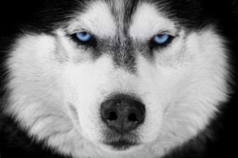 Black And White Blue Eyes Dog Husky Siberian 4k