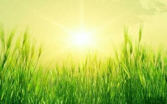 Summer Wallpaper