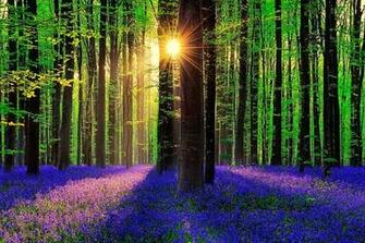 Forest Nature Sunshine Wallpaper Dreamlovewallpaper