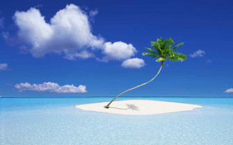 Palm Tree Desktop Wallpaper