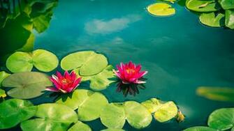 Pink Water Lilies HD Wallpaper Wallpaperfans
