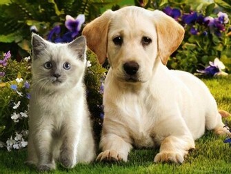 It S HD Animals Funny Wallpaper Cute Puppies And Kittens
