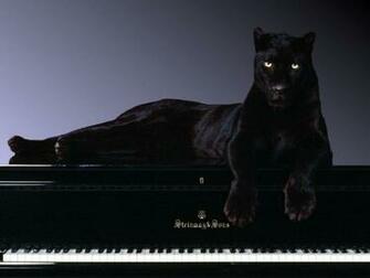Fondos De Pantera Sobre Un Piano Pantalla