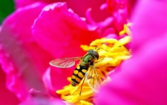 Beautiful Wallpaper Bee HD