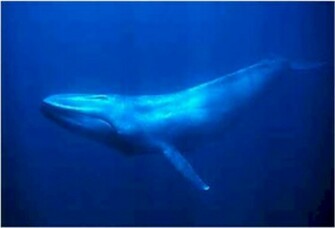 Blue Whales