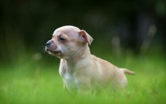Puppy Desktop Wallpaper High Definition Quality
