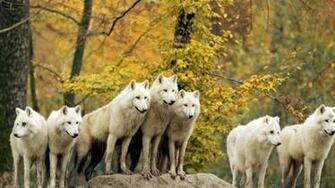 Wolves Forest Flock Grass Trees Autumn Hunting Family Wallpaper