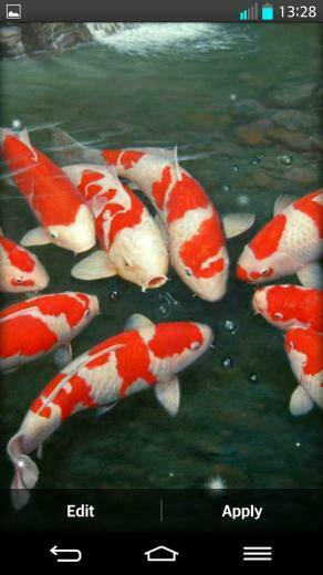 Koi Fish Live Wallpaper Android Apps On Google Play