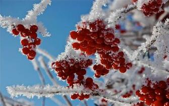 Frosty Berries