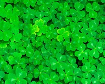 Wallpaper For Irish Shamrock