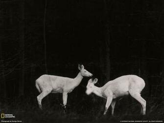 Picture Wildlife Wallpaper National Geographic Photo Of The Day