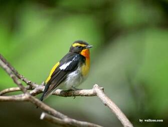 Lovely Birds Wallpaper Bird In Spring Vol