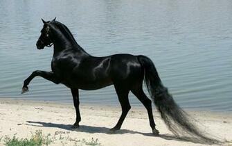 All Wallpaper Beautiful Horse HD