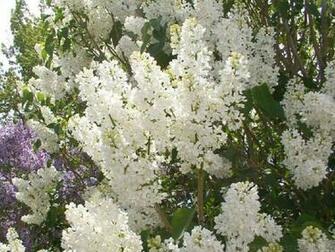 Lilacs Wallpaper