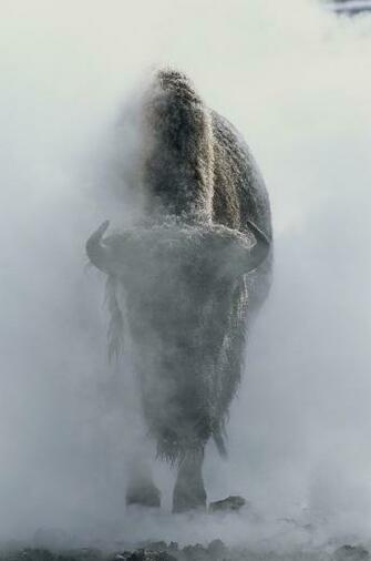 Bison In Yellowstone Winter Wallpaper Wall Mural Self Adhesive