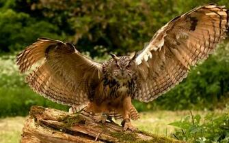 Wallpaper Owl Photography