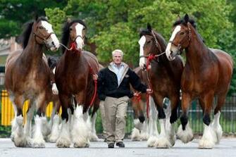 Clydesdale Horses In Snow Wallpaper Full Size