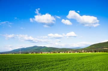 Green Field Background Tender And True Pet