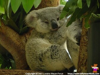 Koala Bear Wallpaper Weddingdressin