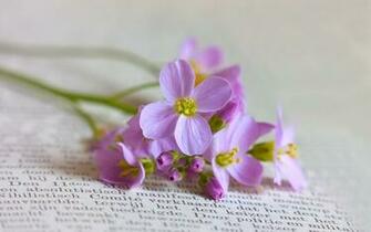 May Flowers HD Wallpaper For Your Desktop Background Or