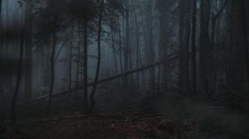Wallpaper Forest Fog Trees Gloomy Dark
