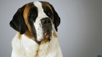 Wallpaper Short Haired St Bernard X HDtv 1080p