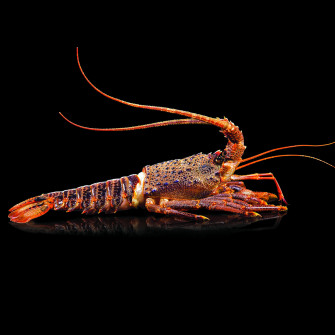 Spiny Lobster Wallpaper