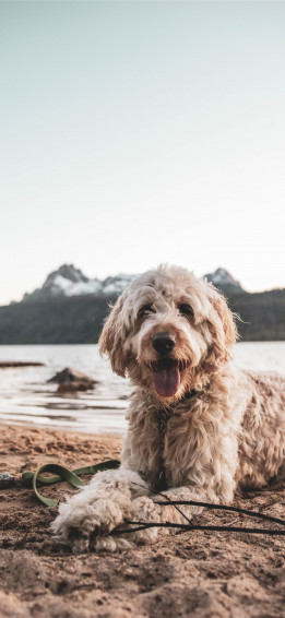 A Dog iPhone X Wallpaper