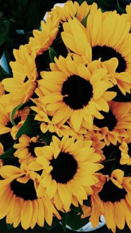 Image Result For Sunflower Wallpaper iPhone
