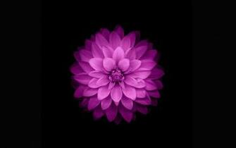Apple Ios Flower Purple Black Background Petals Wallpaper