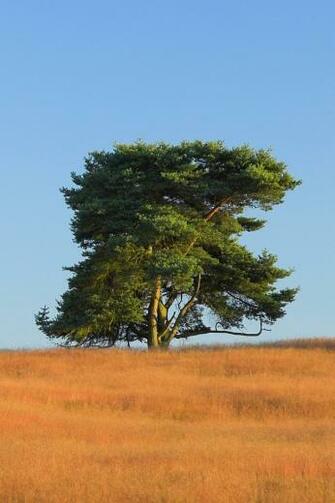 iPhone Tree Wallpaper Background