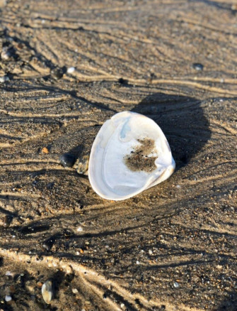 A Clam Shell Opens In Sunset Surrounding Wallpaper