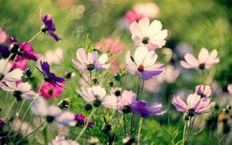 Pink Cosmos Flowers Wallpaper