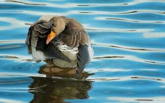 Brown Goose Bird Photo Wallpaper Desktop Background