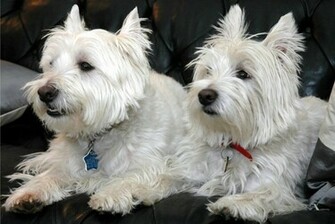 Source Url Kootation Funny Westie Pics Html