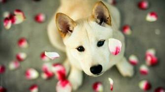 Nice Cute HD Wallpaper B Scb