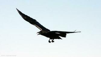 Raven Bird Corvus Cryptoleucus Flying HD Widescreen Wallpaper Birds