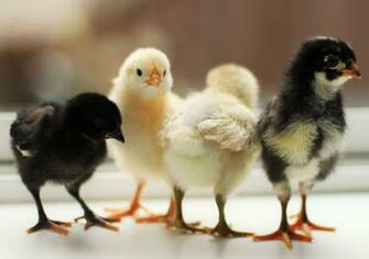Pictures Of Baby Chickens All Wallpaper New