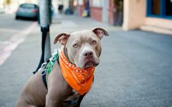 Wallpaper Cute Pitbull Dog HD Expert
